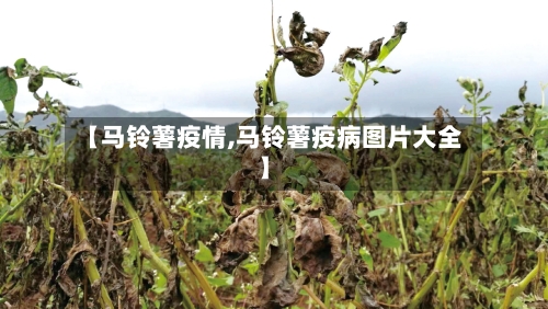 【马铃薯疫情,马铃薯疫病图片大全】