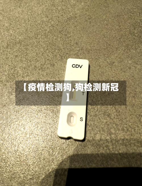【疫情检测狗,狗检测新冠】
