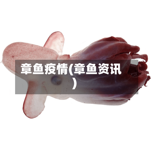 章鱼疫情(章鱼资讯)