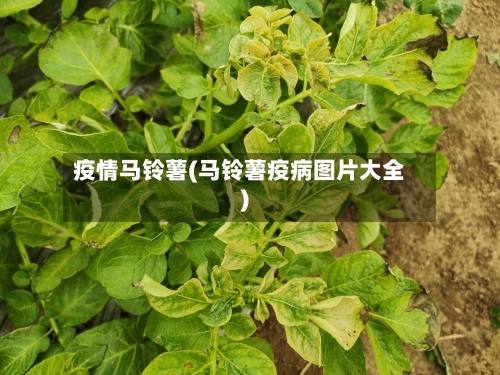 疫情马铃薯(马铃薯疫病图片大全)